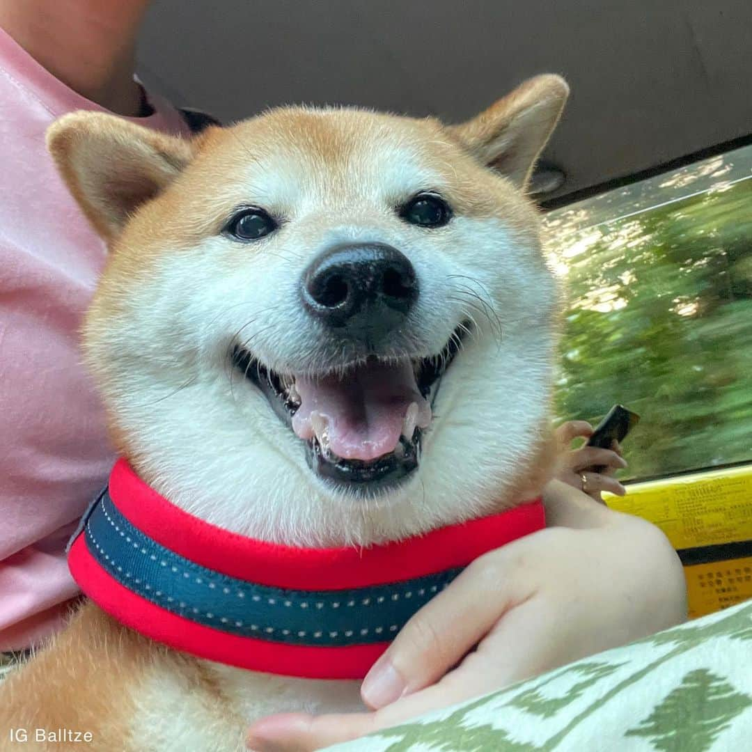 Balltze My name is Ballのインスタグラム：「Just want to tell you that my vet check up was good, no fluid needed to drain from pleurae this time. the seconds Ball left dogtor’s room, he can’t wait to leave the clinic! The 1st and last slide was taken after the clinic he is a happy bean again🥳 the next appointment will be on late June 🏋🏻‍♂️ #fat96hapi  #fat96 #balltze #cheemsballtze #cheems #yos」