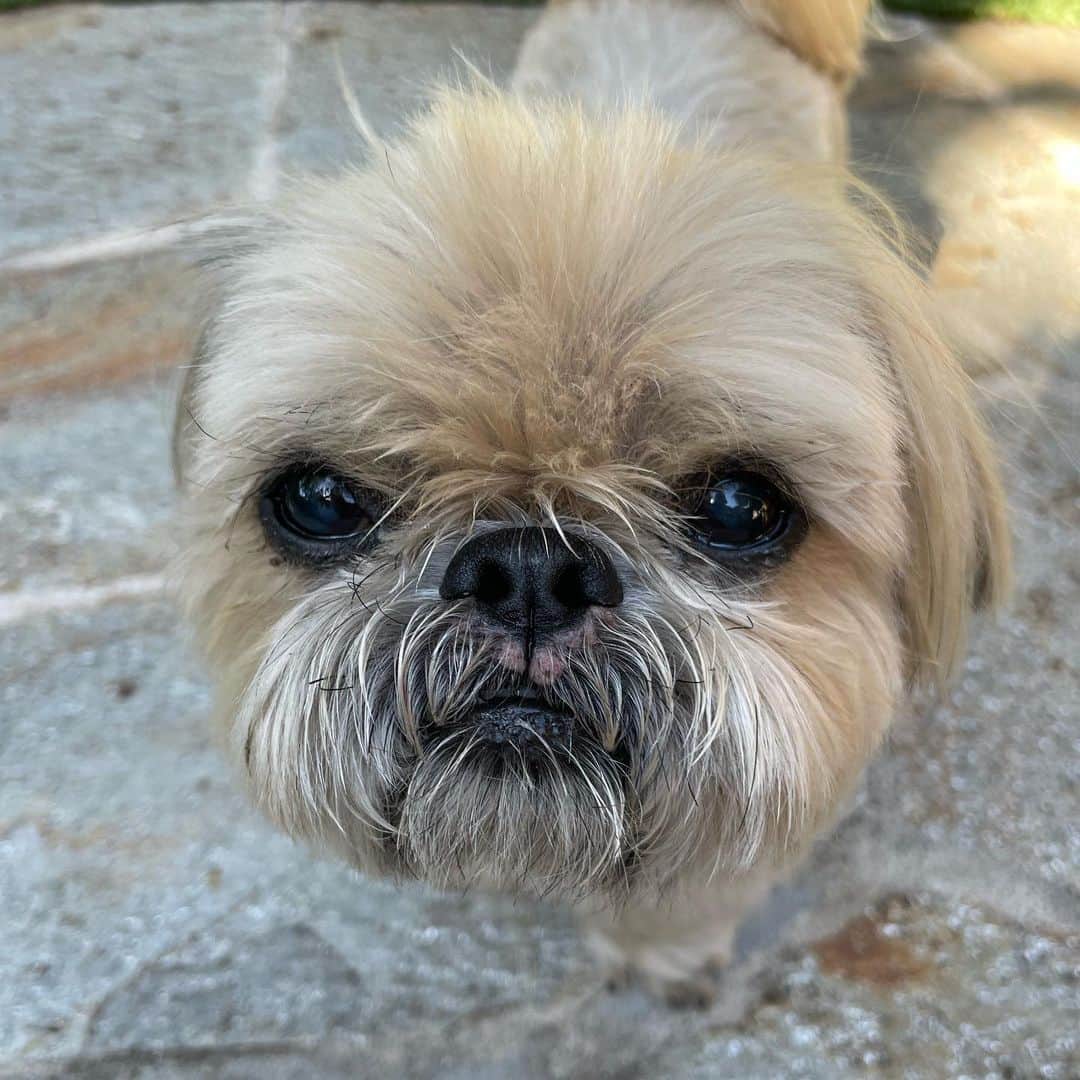 Dougie the Shih Tzuさんのインスタグラム写真 - (Dougie the Shih TzuInstagram)「Went to @codornices_vet_clinic this morning to check out those spots under his nose, which just appeared in the last couple days.  Nothing obviously wrong, and we are going to keep monitoring them.」6月11日 1時16分 - dailydougie