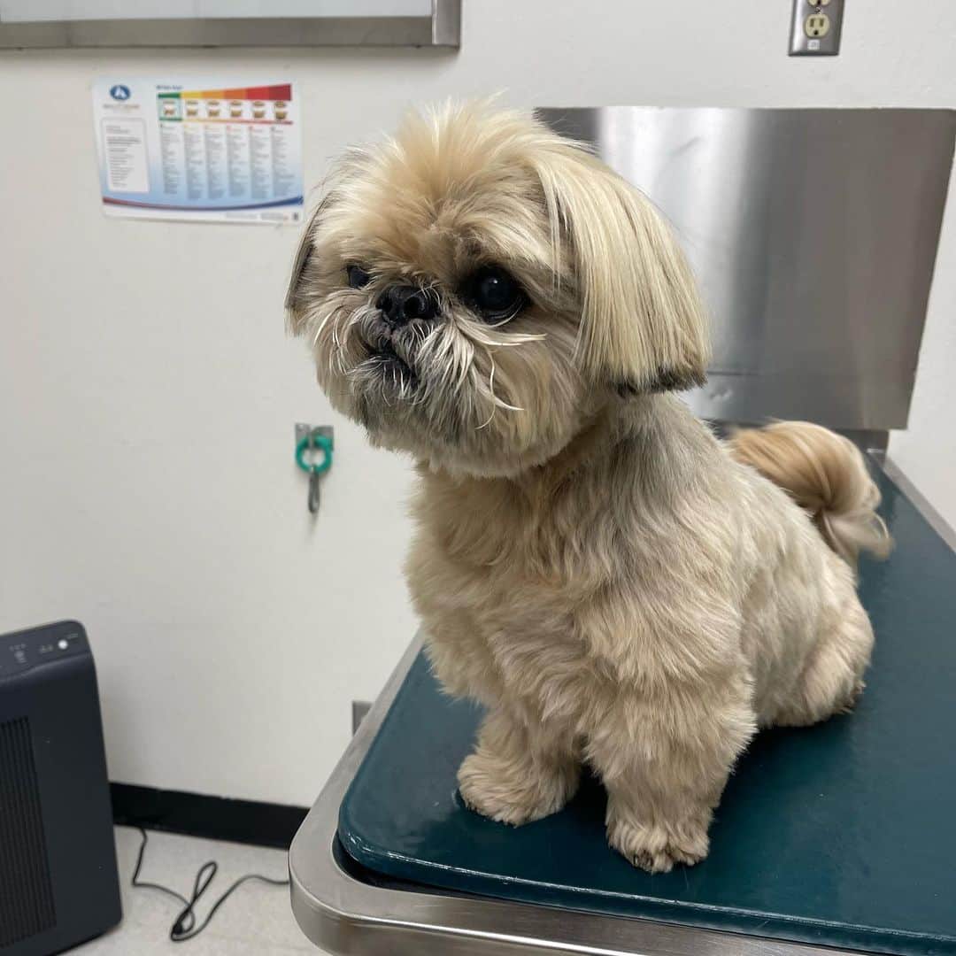 Dougie the Shih Tzuのインスタグラム：「Went to @codornices_vet_clinic this morning to check out those spots under his nose, which just appeared in the last couple days.  Nothing obviously wrong, and we are going to keep monitoring them.」