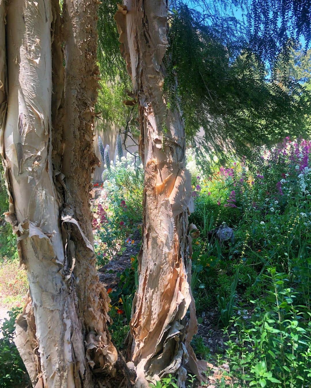 下條ユリさんのインスタグラム写真 - (下條ユリInstagram)「カリフォルニアの植物と人間の関係から学んだこと Plants and ...