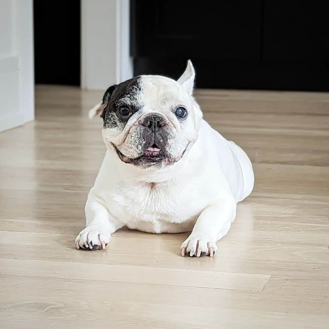 Manny The Frenchieのインスタグラム：「When a new day begins, smile gratefully! 😃」