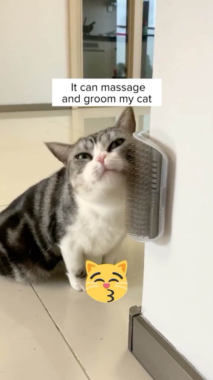 Cute Pets Dogs Catsのインスタグラム：「Keep your cat groomed and massaged without having to do it yourself!   Only today 33% off 🎉  Link in our Bio @kittens_of_world  You can find all additional informations on our 9Lives store.  #catsofinstagram #catlover #catlovers #gato #catsagram #caturday #cats_of_world #catsofworld #catselfie #catsdaily #catnip #catslove #catsuit #catsworld #catsforlife #catslifestyle #catsinstagram #catrules #catvideooftheday #catphotoshoot #caturdaynight #catventures #catvids」