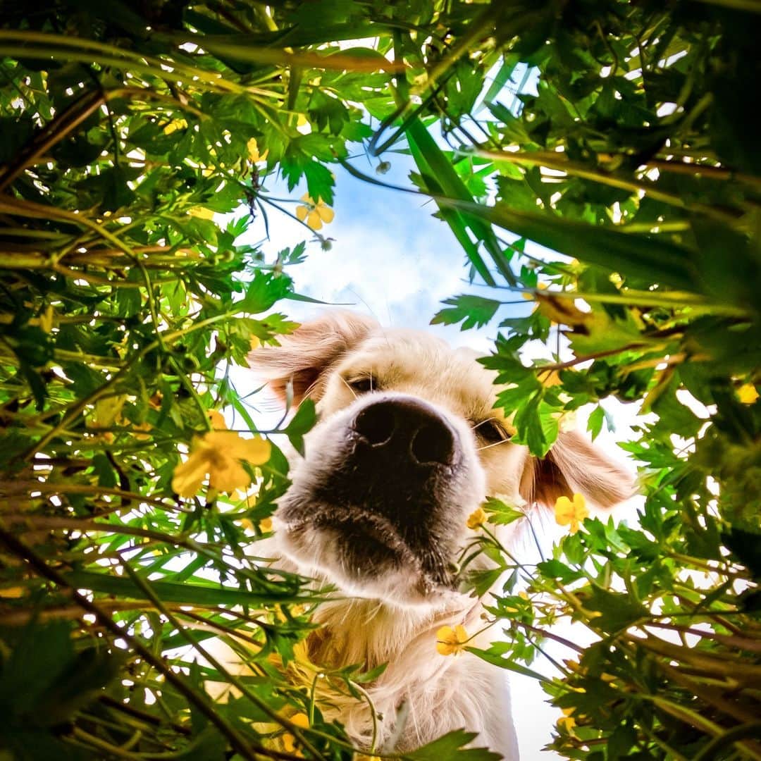 goproさんのインスタグラム写真 - (goproInstagram)「Photo of the Day: Leo + @lucamartinis found a $500 GoPro Award buried in the grass 💰 Shot on #GoProHERO11 Black.  @goproit #GoProIT #GoPro #GoProAwards #GoProPets #Dog #DogsOfInstagram #GoldenRetriever」6月11日 4時00分 - gopro