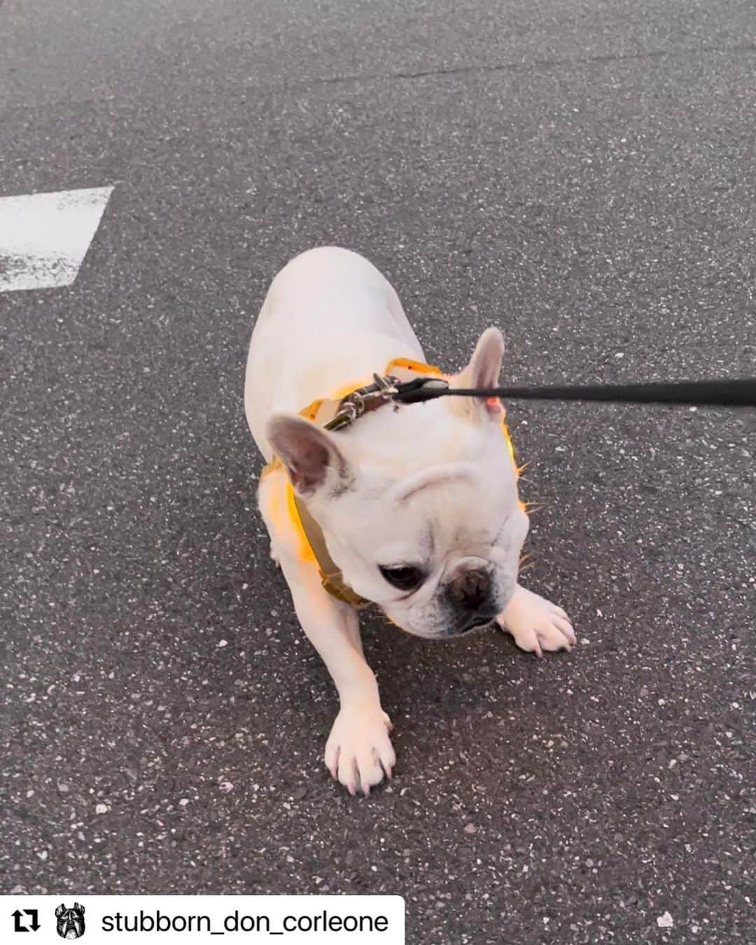 つの丸のインスタグラム：「五月雲 ピートのおでこのがんこ皺  #Repost @stubborn_don_corleone with @use.repost ・・・ きょうのがんこ  #frenchbulldog #frenchbulldoglove #frenchbulldoglife #frenchie #フレンチブルドッグ」