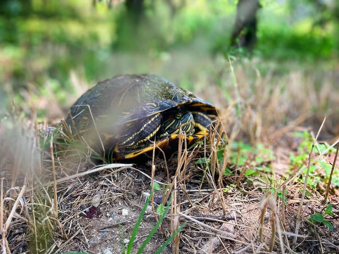 ハリー・シャム・ジュニアさんのインスタグラム写真 - (ハリー・シャム・ジュニアInstagram)「Cloud storage for free. Drips of nature for the soul y’all.」6月11日 6時19分 - harryshumjr