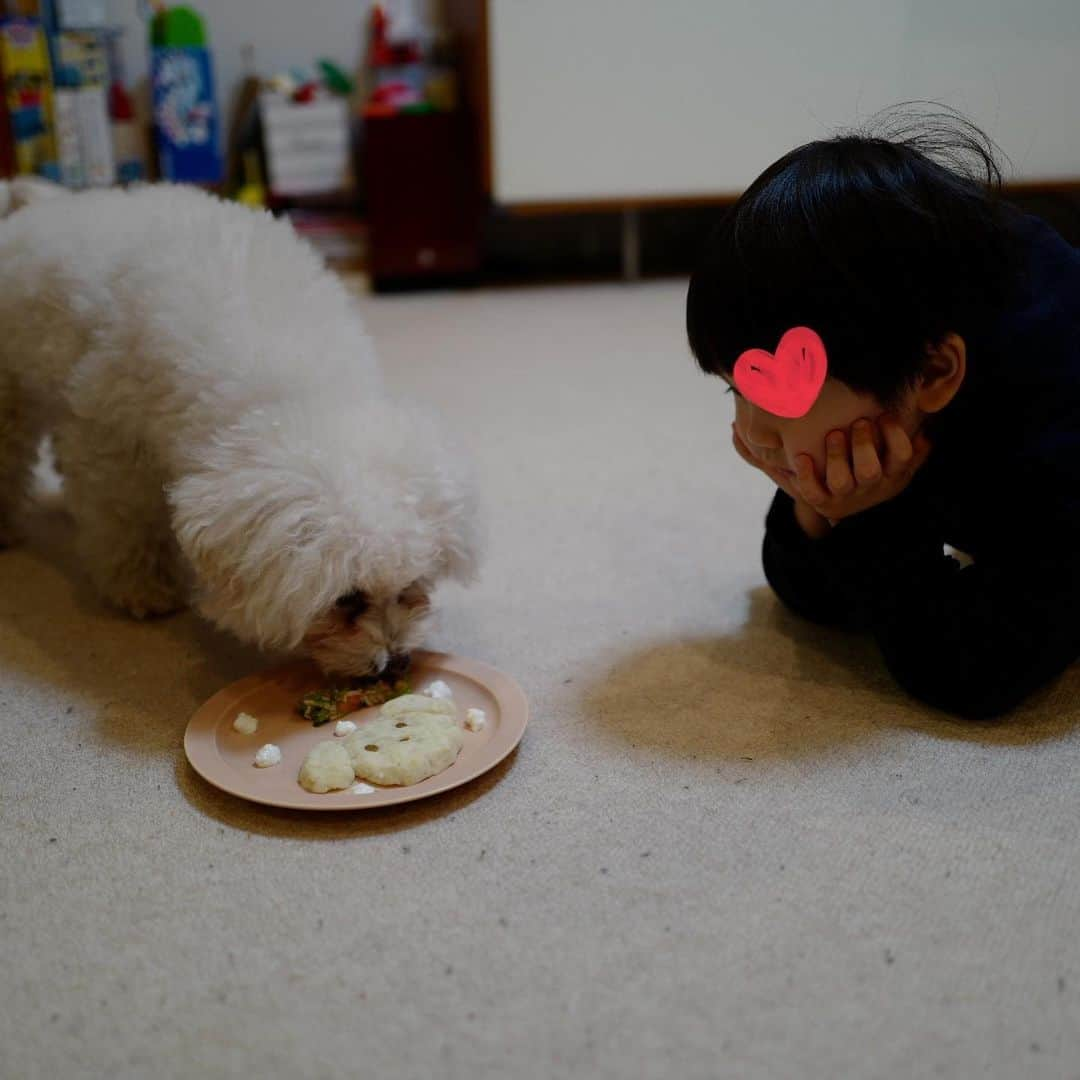 安田美沙子さんのインスタグラム写真 - (安田美沙子Instagram)「みなさん✨  沢山のはんなへのことば、ありがとうございます🐶  こんな沢山の人がはんなの存在を知ってくれて。。感謝です。  写真を見返すと。。あー可愛かったなぁ、いっぱい笑顔にしてもらったなって。  あのモコモコふわふわが恋しいなぁ。  白い雲を見るたびにはんなに見える。たんぽぽのわたげや、ソファから出た白い羽さえも。。  長男はそれを「はんなのてがかり」と呼んでいます。笑  はんなは腎臓が悪くなり、自宅でも点滴や食事を作って(タンパク質制限)いましたが、食欲も波が出てきて、最期は全身に悪いものが回ってしまったようです。  病院も沢山頑張ったね。 優しい先生達にサポートして頂きながら治療してました。 最期は痙攣もあり、夜中に飛び起きる日々でした。 覚悟はきめていたけど。。 偶然にも家族が全員揃っている、お昼下がりに旅立ちました。  多分1番泣いたのは主人で。。 長男も沢山泣いて、はんなを抱きしめてくれた。  そうだよね、パパも10年はんなといて、長男も生まれた時からいて。。次男は「はんなーおきてー！」を繰り返して。。  そんな家族に支えられながら、悲しみを分かち合っている感じです。  双子の弟も数日前に会えたし、心配してはんなに会いにきてくれた友人もいて、ありがとうの気持ちでいっぱいです。  最後から2枚目の写真は、はんなが初めてうちに来た日。 元気過ぎて、止まる時がなかったはんな。笑 とにかく元気でした！  思い出すとはんなの笑顔ばかり思い浮かぶから、わたしも笑顔でいよう。はんな、おはよう！は変わらず毎日言おう。  温かいメッセージを、心から ありがとうございました。 はんなも、とっても幸せだと思います。  きっとそばにいる🐶大好きなはんな✨  #はんなの命日はコットンの日」6月11日 6時26分 - yasuda_misako