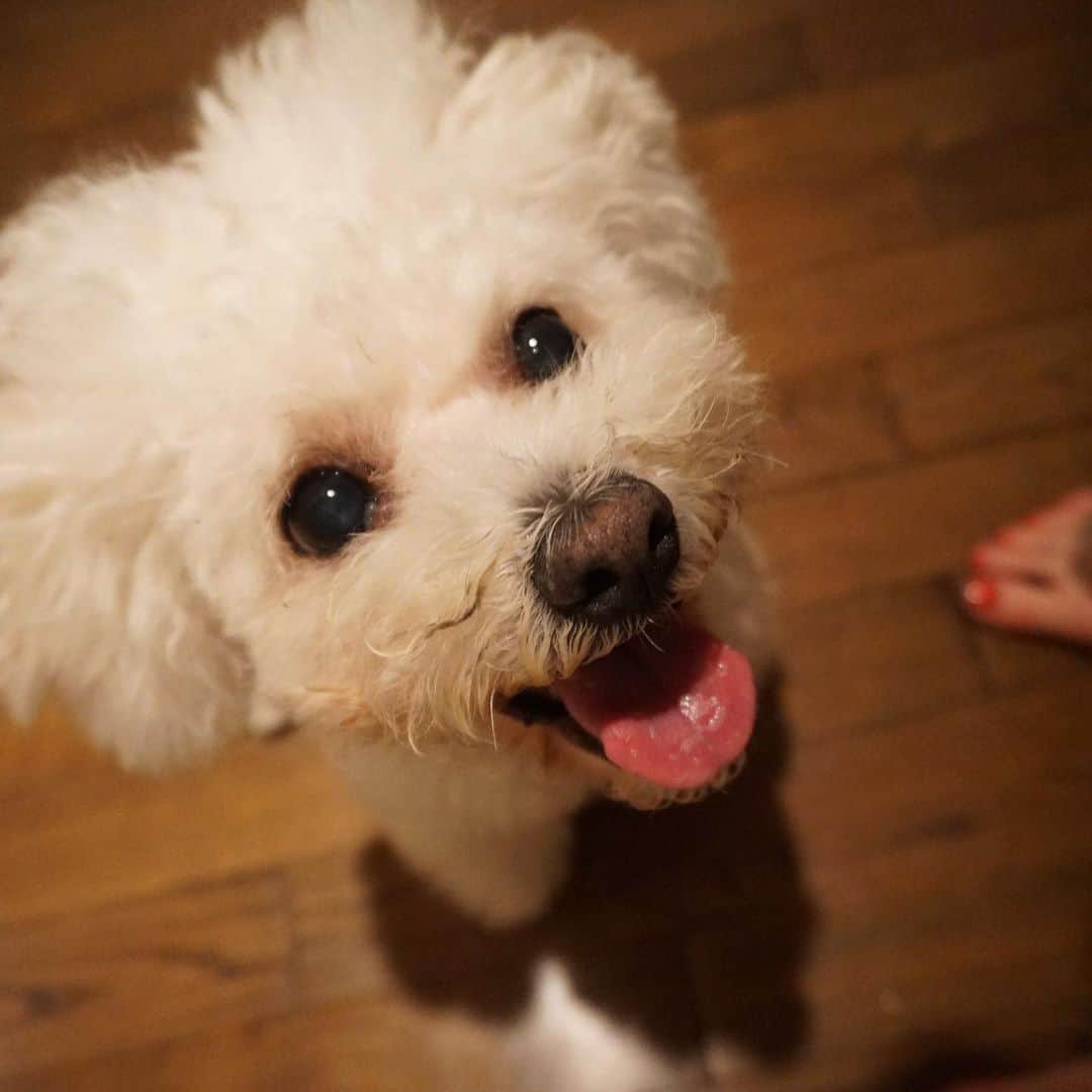のインスタグラム：「みなさん✨  沢山のはんなへのことば、ありがとうございます🐶  こんな沢山の人がはんなの存在を知ってくれて。。感謝です。  写真を見返すと。。あー可愛かったなぁ、いっぱい笑顔にしてもらったなって。  あのモコモコふわふわが恋しいなぁ。  白い雲を見るたびにはんなに見える。たんぽぽのわたげや、ソファから出た白い羽さえも。。  長男はそれを「はんなのてがかり」と呼んでいます。笑  はんなは腎臓が悪くなり、自宅でも点滴や食事を作って(タンパク質制限)いましたが、食欲も波が出てきて、最期は全身に悪いものが回ってしまったようです。  病院も沢山頑張ったね。 優しい先生達にサポートして頂きながら治療してました。 最期は痙攣もあり、夜中に飛び起きる日々でした。 覚悟はきめていたけど。。 偶然にも家族が全員揃っている、お昼下がりに旅立ちました。  多分1番泣いたのは主人で。。 長男も沢山泣いて、はんなを抱きしめてくれた。  そうだよね、パパも10年はんなといて、長男も生まれた時からいて。。次男は「はんなーおきてー！」を繰り返して。。  そんな家族に支えられながら、悲しみを分かち合っている感じです。  双子の弟も数日前に会えたし、心配してはんなに会いにきてくれた友人もいて、ありがとうの気持ちでいっぱいです。  最後から2枚目の写真は、はんなが初めてうちに来た日。 元気過ぎて、止まる時がなかったはんな。笑 とにかく元気でした！  思い出すとはんなの笑顔ばかり思い浮かぶから、わたしも笑顔でいよう。はんな、おはよう！は変わらず毎日言おう。  温かいメッセージを、心から ありがとうございました。 はんなも、とっても幸せだと思います。  きっとそばにいる🐶大好きなはんな✨  #はんなの命日はコットンの日」
