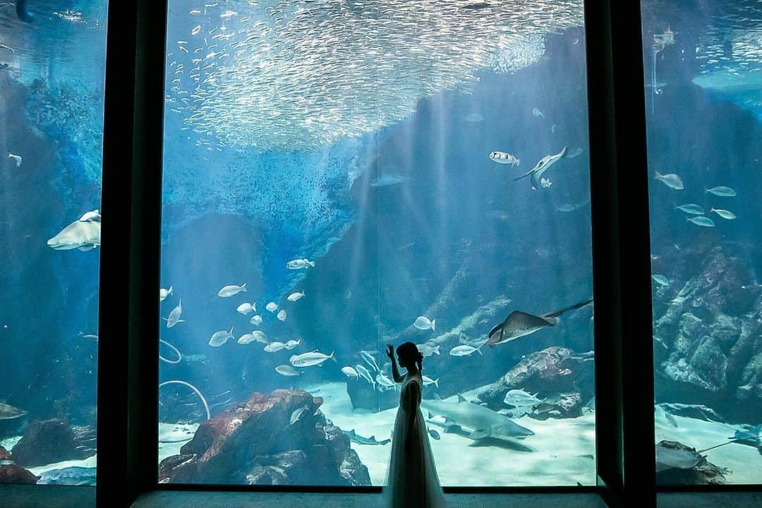 ラヴィ•ファクトリーさんのインスタグラム写真 - (ラヴィ•ファクトリーInstagram)「. 【写真で叶える結婚式】 . 水族館でのウェディングフォト🐬  ダイナミックな大水槽やライトアップされた水槽の前で あえて逆光で撮影することで幻想的なフォトに✨  日常を忘れるような一瞬を残しませんか？🫧 . —————— ラヴィファクトリー: @fukuoka_laviephotography Photographer: ＠aki_batakanobu AREA:JAPAN,FUKUOKA —————— @laviefactoryをフォローして #laviefactory #ラヴィファクトリー のハッシュタグをつけて お写真を投稿してみてくださいね✳︎ . こちらの公式IG（@laviefactory） で取り上げさせていただきます✨ . 思わず笑顔になれるハートのある 「家族写真」はラヴィクルール* >>>@laviecouleur_official . #wedding #weddingphotography #photo  #ハートのある写真 #instawedding #結婚写真 #ウェディング #ウェディングフォト #撮影指示書 #ロケーションフォト #前撮り#写真好きな人と繋がりたい #フォトウェディング #卒花 #後撮り #ウェディングニュース #前撮り小物 #前撮りフォト #前撮りアイテム #ウェディング撮影 #撮影構図 #前撮りアイディア #撮影指示書 #花嫁コーディネート #水族館 #洋装ロケフォト #マリンワールド水族館 #水族館フォト」6月11日 17時32分 - laviefactory