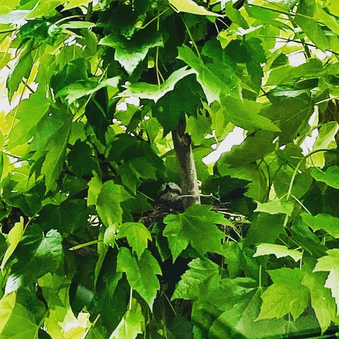 椎名桔平さんのインスタグラム写真 - (椎名桔平Instagram)「前にメジロ来たから メジロかなぁ〜 いや、モズか？ 何の鳥でしょう？ 我が家の木に巣作りをしてたと思ったら、たまごを温めてる。  #ヒヨドリ　みたいね。 抱卵終わってピヨピヨ🐣してます。」6月11日 16時25分 - kippeishiina