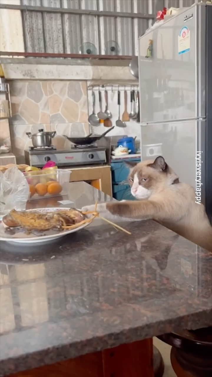 のインスタグラム：「I have mastered the ability of standing so incredibly still that I become invisible to the eye  @ivyisveryhappy  #meowed #cutecat #cat #catlogic #hungrycat #food #drax #invisible」