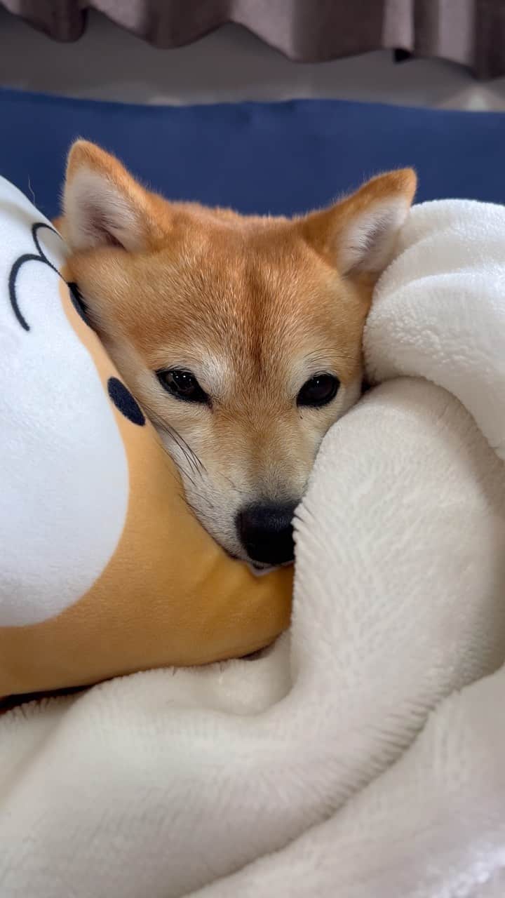 のインスタグラム：「🐶きちゅねでちゅよ〜 こぎつねこんこんでちゅ🎵 . . いつもながらパパのお腹の上です😆 . . #柴犬#豆柴 #赤柴#豆柴子犬#豆柴多頭飼い #まめしば#しばいぬ#anicas#shiba_snap #shibainu#shiba#mameshiba#shibastagram #豆柴サニーちゃん#豆柴ラムちゃん#さにらむ #さにらむ2023#さにらむどん」