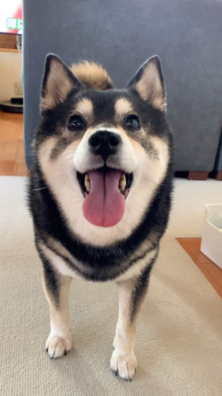 吾子のインスタグラム：「・ ・ ・ あこわんスマイル🐶❤️ ・ 札幌も今日は暑い〜☀️ ・ 北国の柴わんは人間と一緒で暑さに弱い🥵 ・ 暑いと笑顔☺️ ・ ・ ・ ・ ・ ・ ・ ・ ・ ・ ・ #そろそろ晩御飯 #晩御飯食べて夜ンポ🐕 #sapporo  ・ 北海道の柴犬 #柴北会 の皆ワン🐶あったかくなってきたねー ・ #adorable #instadog#shibainu#dog#柴犬ライフ #instashiba#柴犬マニア #9gag #barked #kuroshiba#socute #cutedog#いぬのきもち #黒柴 #dogstagram_japan」