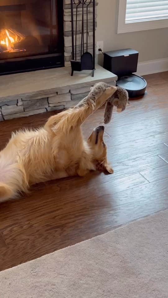 ヴィオラ・デイヴィスのインスタグラム：「🥹🐶🦥😂🥰 ・・・ Caught my dog having a special moment with his toy! #dog #goldenretriever 🔁@aguyandagoldenn」