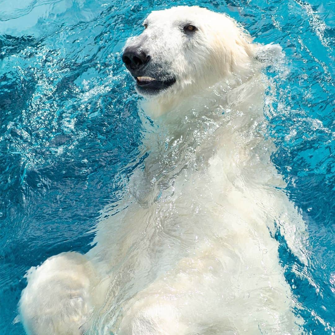 ピーチ・アビエーションのインスタグラム：「🐻‍❄️旅は心のおもむくまま。 行きたいと思ったときが予約のしどき！  ＼お待たせしました！／ 一部路線で冬ダイヤの販売がスタート。 早めがおトク🉐の航空券をゲット✨冬もPeachで気軽すぎる旅に出かけましょう✈️🍑  冬ダイヤ期間：2023/10/29〜2024/3/30  現在販売中の路線は以下となります。  【国内線】 東京(成田)－札幌(新千歳) / 福岡 / 沖縄(那覇) 大阪(関西)－札幌(新千歳) / 福岡 / 沖縄(那覇) 福岡－ 沖縄(那覇) 札幌(新千歳) －福岡 / 沖縄(那覇)  【国際線】 東京(羽田)－ソウル(仁川) 東京(成田)－台北(桃園) 大阪(関西)－ソウル(仁川) / 台北(桃園) / 香港 / バンコク(スワンナプーム)  👉Peach公式InstagramのプロフィールにあるURLまたは、ハイライト【運航情報】からもページをご覧いただけます。  #fly_peach #peachavitaion #lcc #年末年始 #大阪観光 #東京観光 #ソウル旅 #台湾観光 #香港旅行 #バンコク旅行 #北海道旅行 #福岡旅行 #沖縄観光」