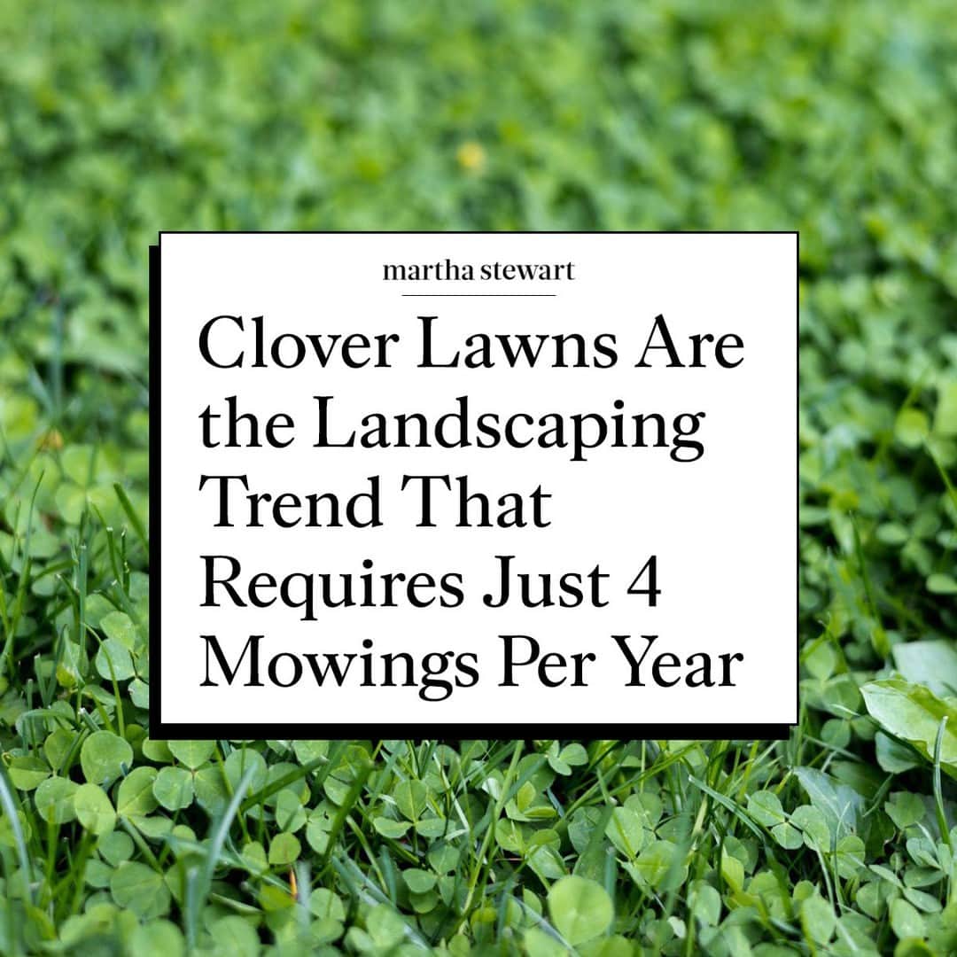 マーサ・スチュワートさんのインスタグラム写真 - (マーサ・スチュワートInstagram)「Clover lawns are the new trend in drought-friendly, heat-tolerant, and eco-forward landscaping. Homeowners everywhere are considering adding a bit of clover to their turf in an attempt to offset common lawn problems brought on by the climate crisis. But before you turn your turf into something a bit "greener," you'll want to see what professionals have to say about clover lawns—and why they might be coming soon to a neighborhood near you. Head to the link in our bio to read our list of pros and cons for clover lawns (pro: you'll likely mow just three to four times a year!)」6月11日 9時05分 - marthastewart
