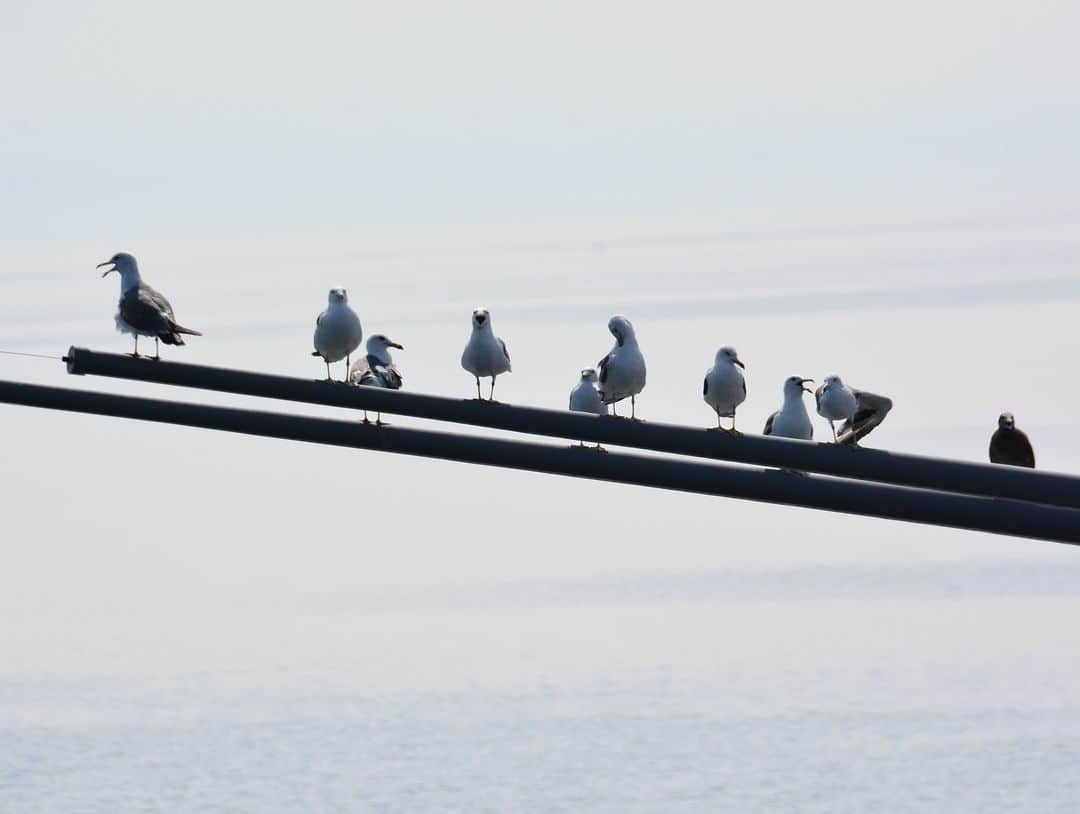 海上自衛隊さんのインスタグラム写真 - (海上自衛隊Instagram)「鳥さんの集会所 何やら楽しげな声が聞こえてきそう👂 どうぞごゆっくり  #そこアンテナなんですよ #海自 #休日にごゆっくり #日曜日」6月11日 9時00分 - jmsdf_pr
