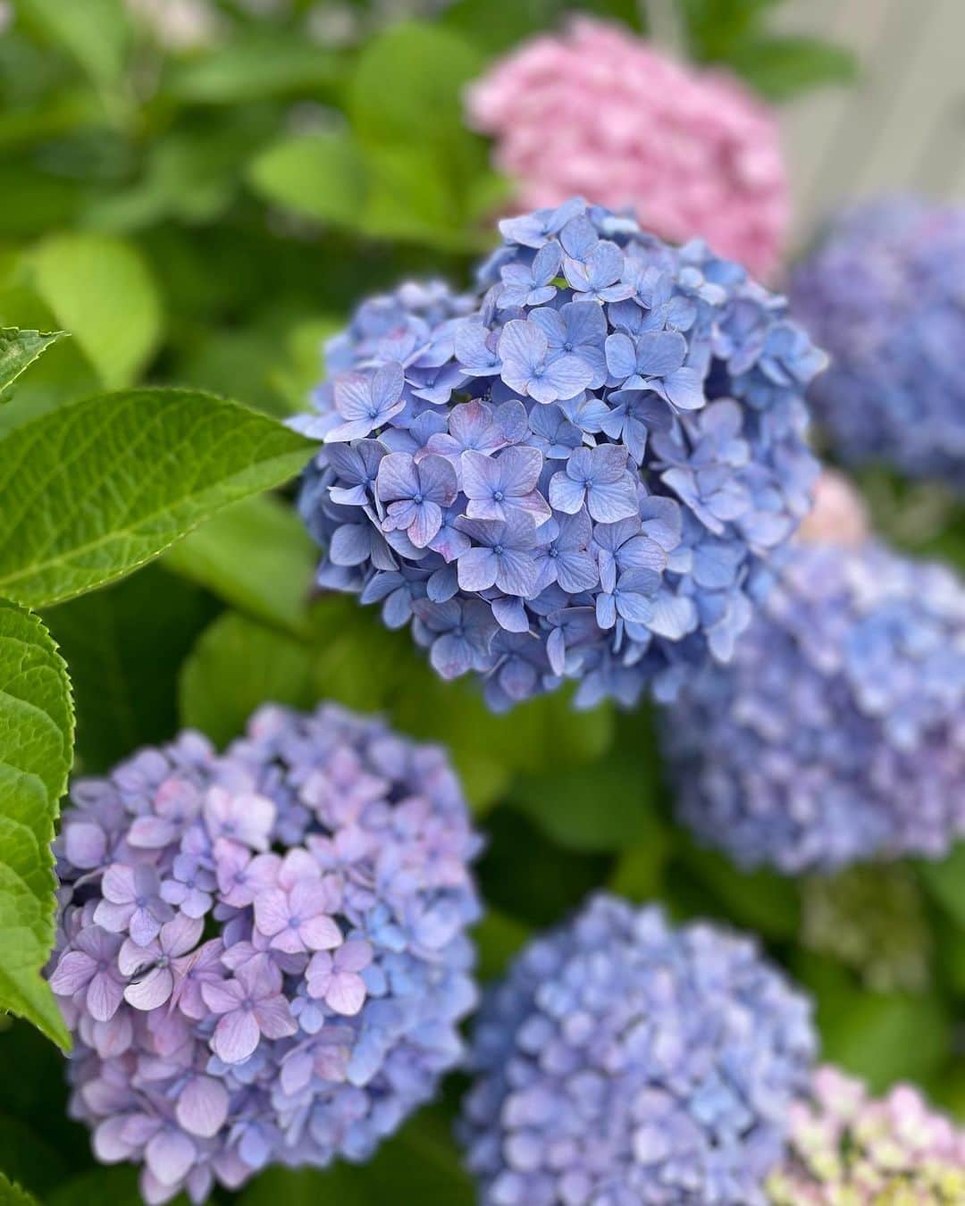 森田理香子さんのインスタグラム写真 - (森田理香子Instagram)「． ． 梅雨といえば紫陽花。 6月といえば紫陽花。 綺麗やなー✨  #梅雨#6月#四季#日本#綺麗」6月11日 9時01分 - 1_rikako