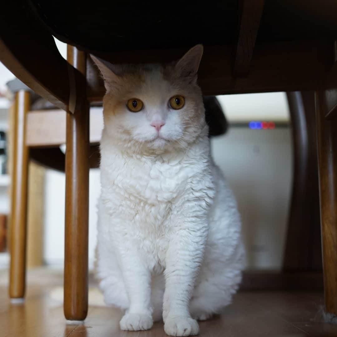 のインスタグラム：「.  かくれんぼ中🤫  #レモン #cat #catstagram」