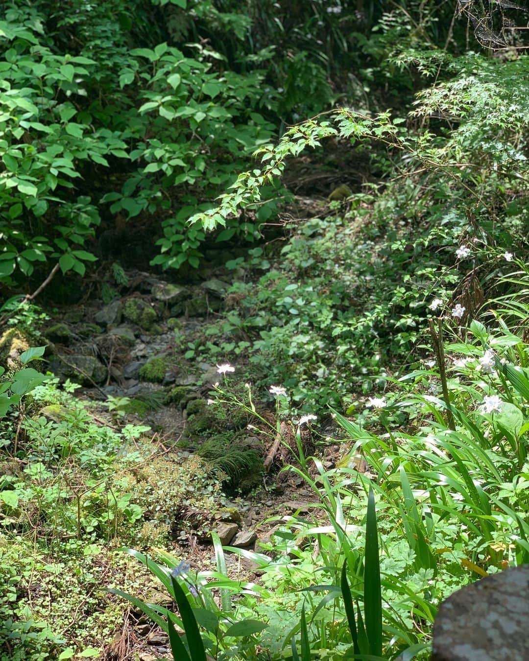 海下真夕さんのインスタグラム写真 - (海下真夕Instagram)「. 新録の季節🌿🌱🍃  5月のよく晴れた日に☀️ ハク　@hakuboy  初登山⛰🐕 （ほぼ抱っこかバッグだったけど）  『らんまん』の万ちゃんみたいだねーってお花や葉っぱを見ながら進んでたらいつもより時間かかっちゃったけど、楽しかった😊  山頂で食べるお蕎麦とお酒は最高🍻 持って行った珈琲を飲んだのも最高☕️ 空気も美味しい！ そして筋肉痛すら気持ちいい！  美味しいと気持ちいいをたくさん感じた日でした☺️  ハクおつかれさま🐶💤  #登山#5月#新録の季節 #高尾山#犬とのお出かけ #いぬのいる暮らし  #いぬのいる生活  #チワックス #休日」6月11日 9時24分 - kaigeworld