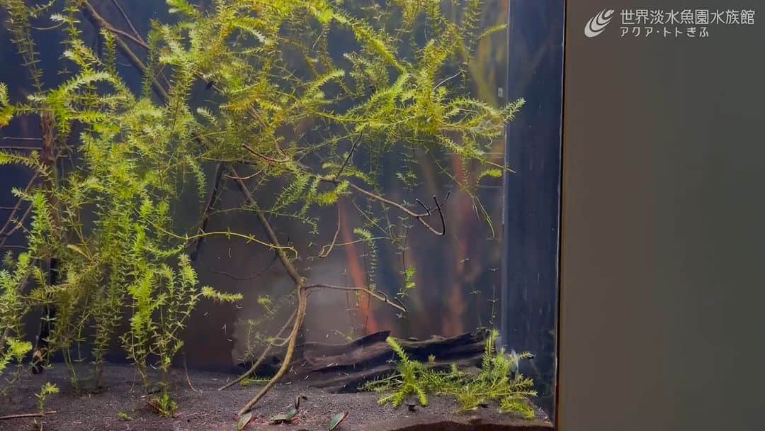 世界淡水魚園水族館 アクア・トト ぎふのインスタグラム：「飼育スタッフがごはんの様子を撮りました。  ゲンゴロウとクロゲンゴロウが赤虫を食べている様子。  ときどき呼吸をするために水面へ急上昇！  #アクアトト #水族館 #aquarium #オアシスパーク #河川環境楽園」