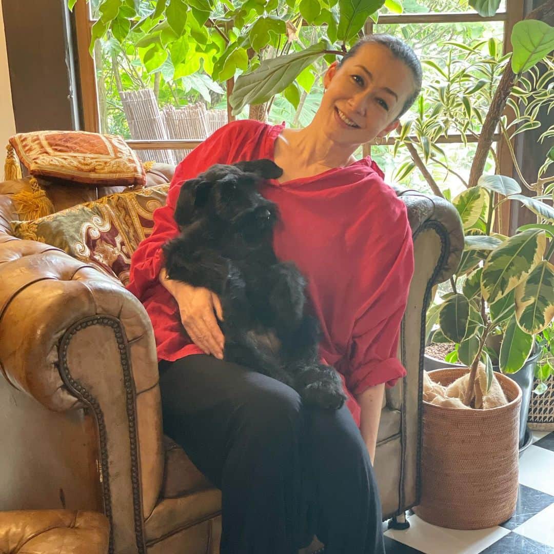 桐島かれんのインスタグラム：「子犬を迎えました！ ダリと同じシュナプーをもう１匹！とも考えていましたが、大型犬のジャイアントシュナウザーを迎えました。 生後3ヶ月。すでに7キロあります。  #子犬#ジャイアントシュナウザー#giantschnauzer」