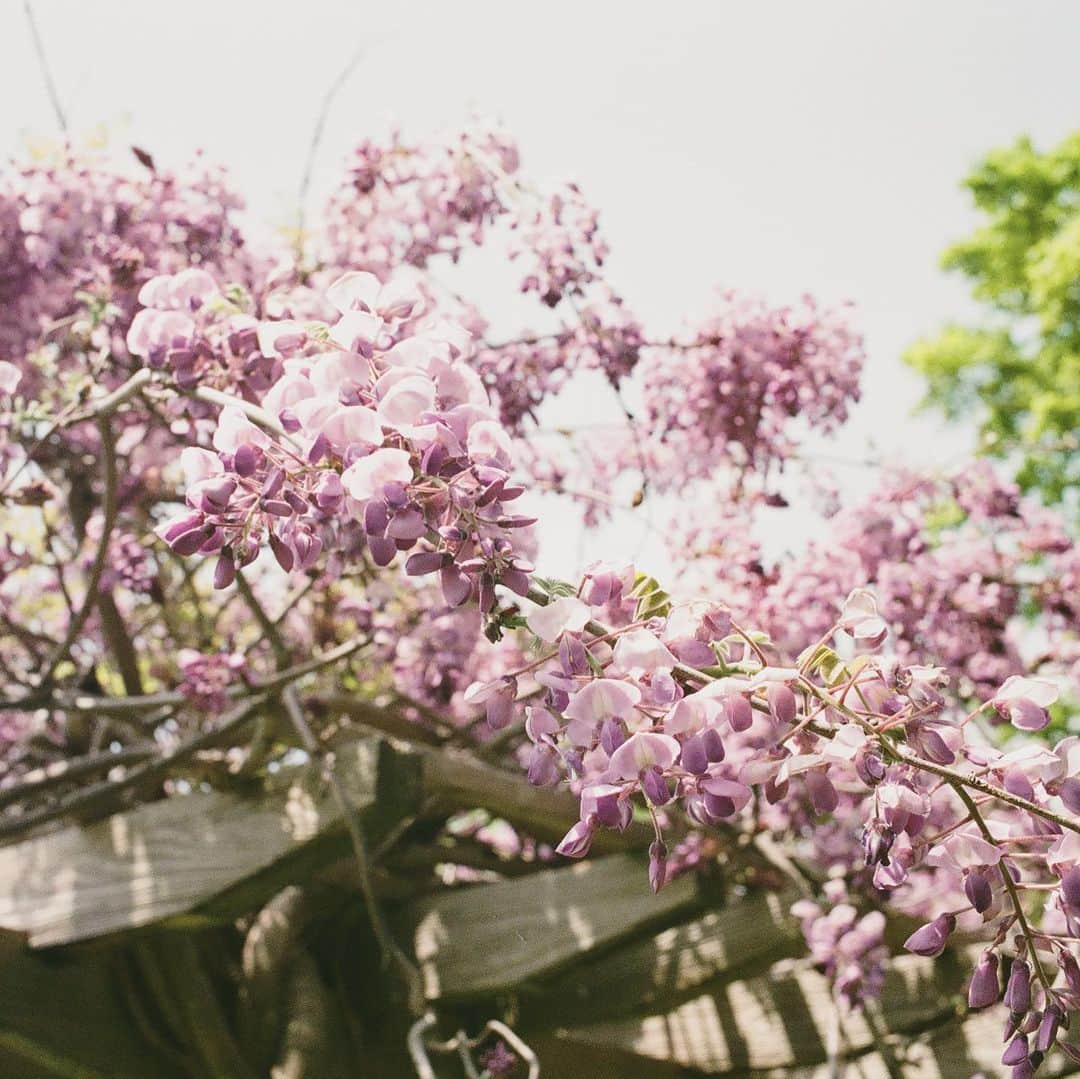 KIKIのインスタグラム：「愛用のフィルムカメラを持って山へ  藤の花が満開で 山のあちこちで咲いていた 春から初夏の山は特に気持ちがいい☺️ もっともっと山に行きたいなぁ！  写真は発売中のランドネにも掲載してもらってます ぜひお手に取ってご覧ください @randonnee_mag」
