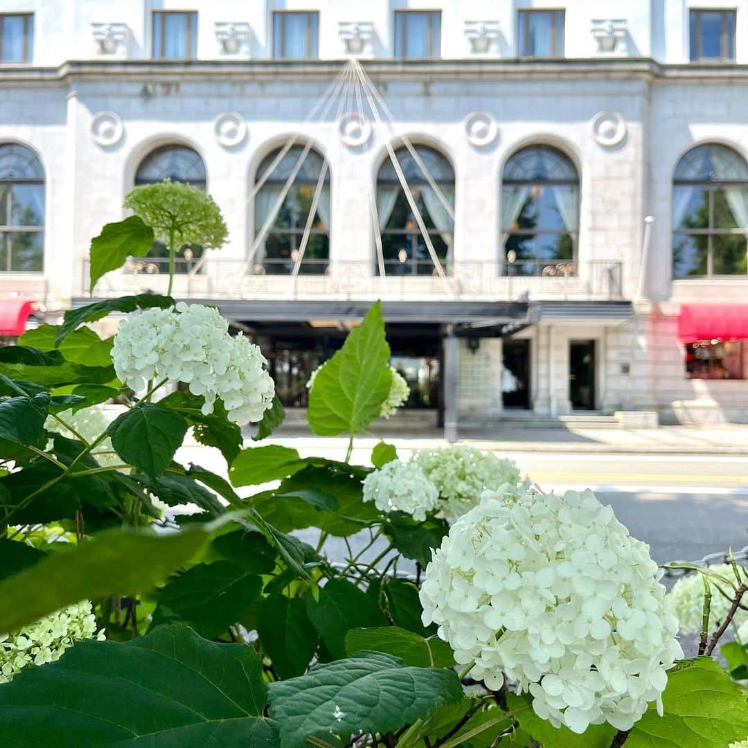 【公式】ホテルニューグランドのインスタグラム：「＊ 先日関東の梅雨入りも発表されました☔️✨   晴れの日の横浜はもちろん 雨の日はしっとりとした雰囲気が素敵な横浜。   山下公園通りの淡い色の紫陽花は 今年もとても美しく咲いております✨     #ホテルニューグランド #横浜 #横浜ホテル #クラシックホテル #山下公園 #紫陽花 #アナベル #紫陽花の季節 #紫陽花フォト #紫陽花が好き #梅雨 #梅雨入り #花のある暮らし #hotelnewgrand #yokohama」