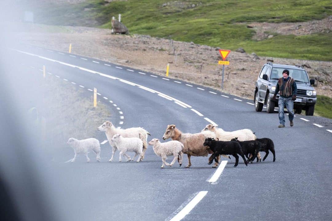 Y U R I Eさんのインスタグラム写真 - (Y U R I EInstagram)「人口よりも羊の数が多い国🇮🇸  アイスランド全体が放牧地なのか？と思うくらいたくさんいて、運転中何度も癒された🥹🤎  羊の道路横断もこの国ならではのイベント🐏 結構な頻度で起きるイメージだったけど、意外とこの旅では１回だけでした💦もしかして、貴重な体験だったのかな🙄？  #iceland  #icelandroadtrip  #アイスランド #ロードトリップ　 #車中泊  #アイスランド冒険記」6月11日 10時34分 - yuriexx67