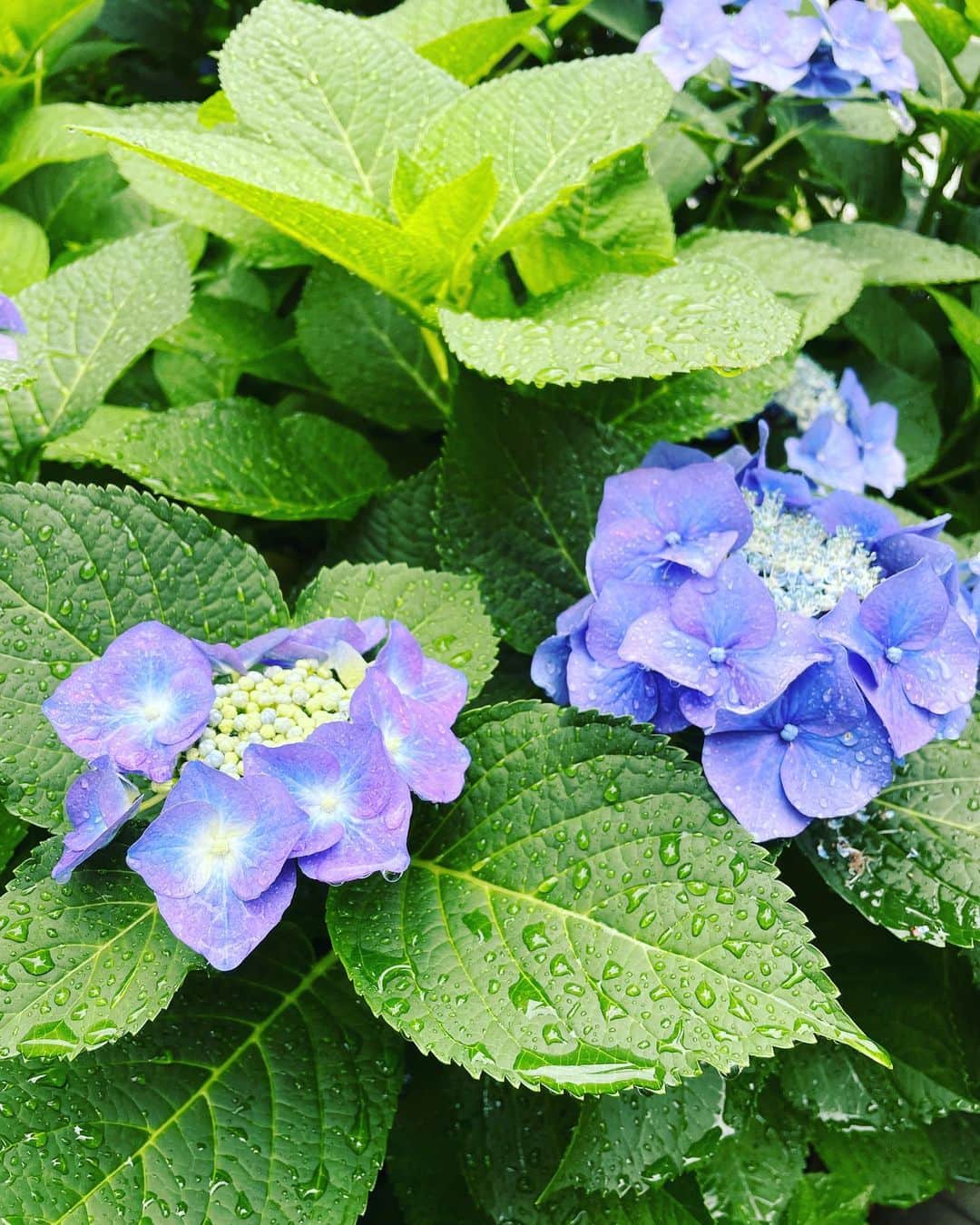 前川泰之さんのインスタグラム写真 - (前川泰之Instagram)「素敵な日曜日を😌  #紫陽花　#梅雨　#良い週末を」6月11日 11時17分 - maekawa_yasuyuki_official