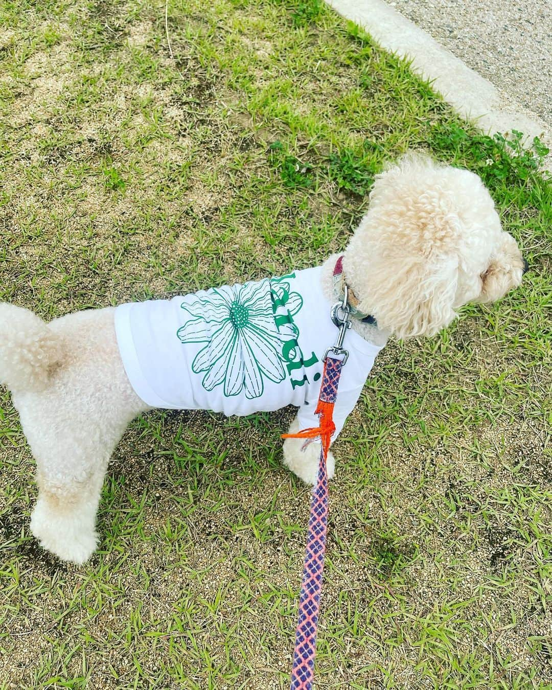 細田采花のインスタグラム：「ジャックとお揃いのTシャツ！！」