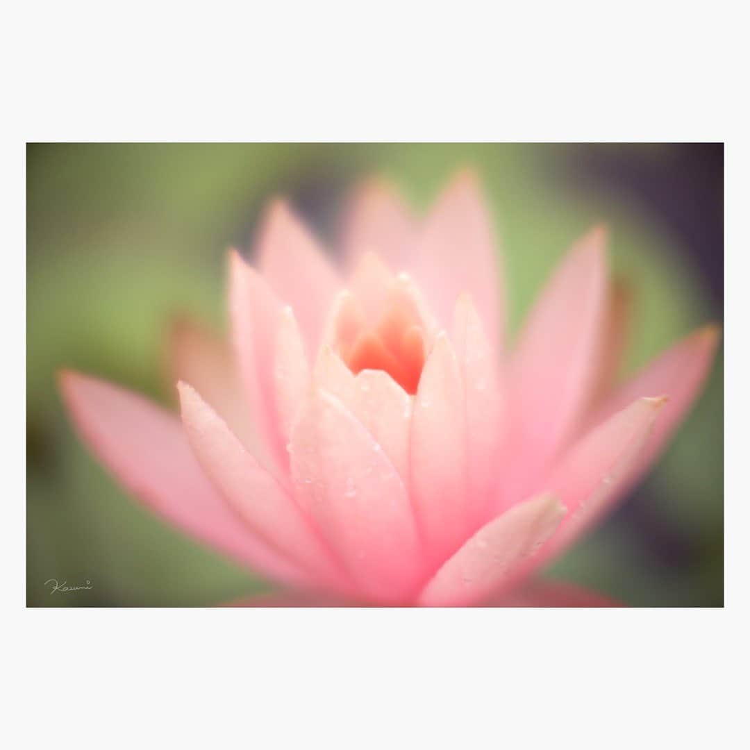 花澄のインスタグラム：「人知れず咲いている ひと跨ぎで越えられそうな 小さい池の数輪の睡蓮を 毎年楽しみにしているのだが いつ頃咲くのかなって 様子を見に行ったら 水が抜かれていて がっっっっかりしている…  細くて青いトンボがとまっていたりして 小さいけれど美しかったのに… ショック、、  macro switar 26mm f1.1 lumix gh5   #tokyo#japan#switar#macroswitar#macroswitar26mm#oldlens#cinelens#オールドレンズ#シネレンズ#oldlens_tokyo#花澄#kazumiphotography#gh5#lumixgh5」