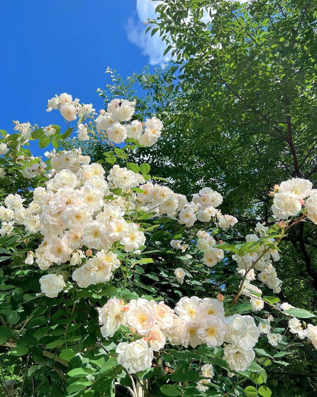 みゆこさんのインスタグラム写真 - (みゆこInstagram)「バラ🌹☺️ 青空にキレイに咲いてたよ♡」6月11日 17時41分 - miyuco.t