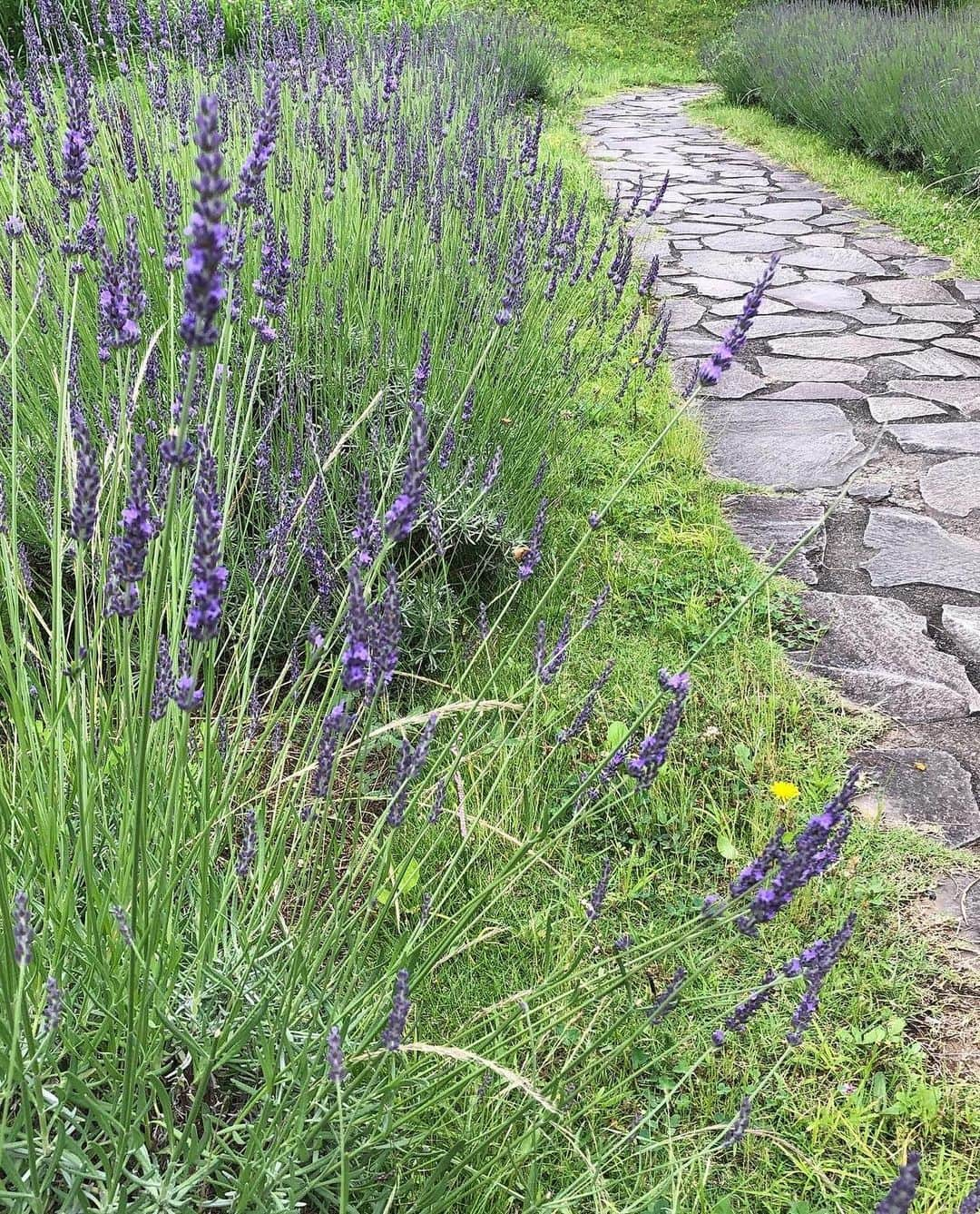 生活の木 メディカルハーブガーデン薬香草園【公式】さんのインスタグラム写真 - (生活の木 メディカルハーブガーデン薬香草園【公式】Instagram)「【6月25日(日) フレッシュラバンディンの蒸留体験講座開催します】 ⁡ 年に一度のお楽しみ、「ラバンディンラベンダーグロッソ」の蒸留体験講座を開催します。 フレッシュならではのすっきりシャープな香りをぜひ体験してみませんか。 実習は、「MPソープ＆ボディージェル」を作ります。 ⁡ 画像は昨年の様子です。 ⁡ 詳細、お申し込みはハーバルライフカレッジWeb、または薬香草園店頭で承ります。 ⁡ お申し込みはこちらから プロフィール欄HP→MENU→ハーバルライフカレッジWeb→飯能校 ⁡ #生活の木　#薬香草園　#飯能 #水蒸気蒸留　#アロマテラピー #ラバンディン」6月11日 17時40分 - treeoflife_garden