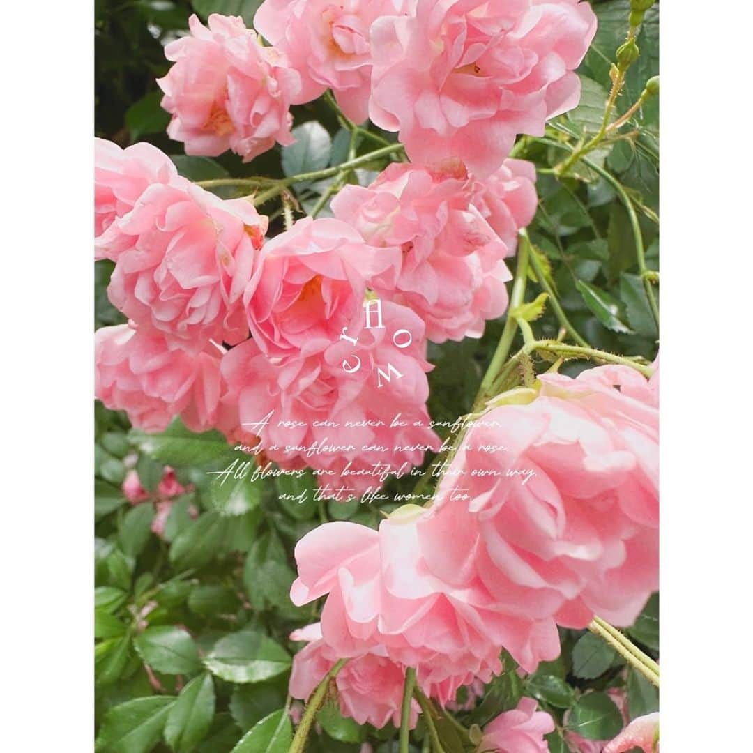 yunappleeeさんのインスタグラム写真 - (yunappleeeInstagram)「ミニばらかわいかった お花の写真いっぱい撮ったよ #flowers #rose#dayoff #🥀」6月11日 12時17分 - yunappleee