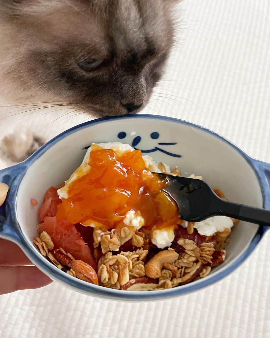 ギモさんのインスタグラム写真 - (ギモInstagram)「어느때보다 한주를 열심히 보낸 나🙂🤍 마지막 미션으로 주말에 아빠가 가져다 주신  흠집 살구로 잼을 만들어 봤슴니다.  그릭요거트에 매번 꿀을 넣었는데  꿀 대신 넣으면 좋을 것 같아서 유튜브 맹렬히 검색하고 시작.. 유리 열탕을 해야 하는데 집에 큰 냄비가 없어서  휘슬러 밥솥 너로 정했다!😏 큐브로 자른 살구 약 2kg에 자일로스 설탕 800g 정도 넣고 비벼준다음 물이 생기면 중불로 끓여줬어요. 설탕 비율을 1:1하시는 분도 계시지만 살구 1키로에 설탕 300~400g으로도 충분하대서 고로케 넣었고요, 끈적하지 않고 국처럼 국물이 많아져요. 40분정도 끓이면 끝... 이게 맞나 싶을 묽은 농도의 비주얼인데ㅋㅋ  일단 담고 식혔다가 오늘 그릭요거트랑 먹어봤거든요?  대존맛..🥹👍🏻 과육이 조금 형태가 있으니까 씹는 맛도 좋네요.  플럼코트가 나오면 그걸로도 만들어보려구요. 플럼코트는 아직 크고 있어요!  월요일에 신비복숭아 엄청 소량 나올것 같은데 혹시 필요하신 분은 댓글이나 디엠 주세여! 2.5키로 5박스 정도 나올것 같아요.(❗️마감되었습니다❗️) 모두들 즐거운 주말 되소서🌸  #cat #chamoe #살구잼만들기 #해냈다🥹」6月11日 13時01分 - 1room1cat