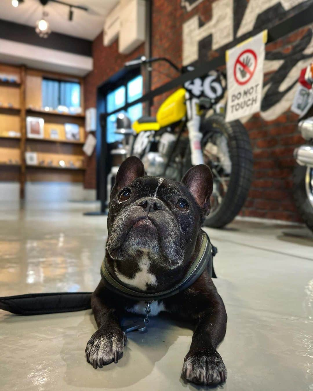 Turbo_dad フレブルのターボさんのインスタグラム写真 - (Turbo_dad フレブルのターボInstagram)「バイクカフェランチ @ortiga_asakusa   #frenchbulldog #frenchbulldogsofinstagram #frenchbulldoglife #frenchbulldoglove #frenchie #frenchiesofinstagram #frenchiegram #frenchielife #buhi #フレンチブルドッグ #フレンチブルドッグのいる生活 #フレンチブルドッグブリンドル #フレンチブル #フレブル #フレブルライフ #フレブルのいる生活 #フレブルのいる暮らし #cafe #浅草 #カフェ #harleydavidson #AMF」6月11日 13時30分 - turbo_dad