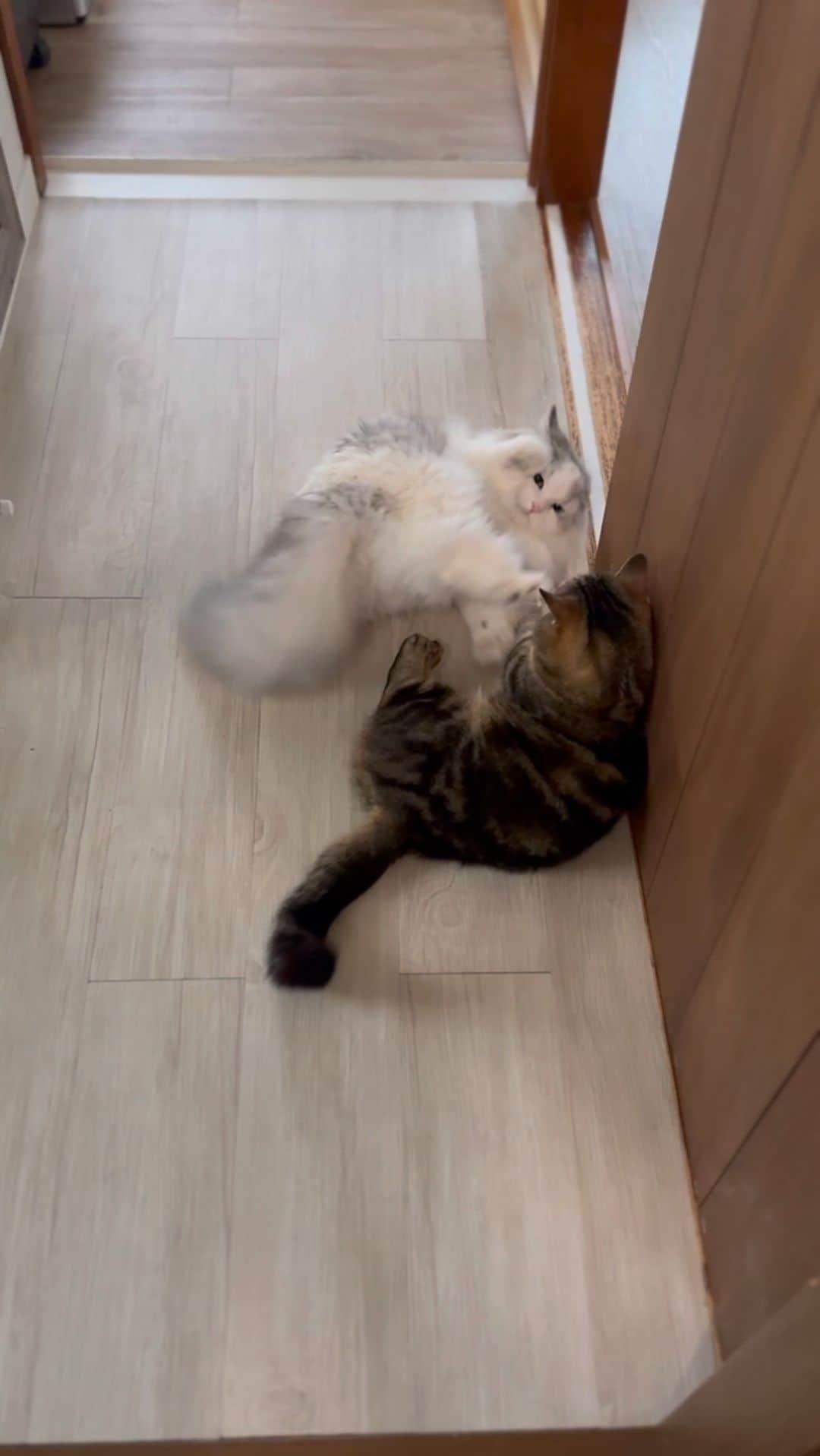 はるにゃん&ゆきにゃん＋１のインスタグラム：「Haru vs Suzu🙄  あっち行ってにゃ😾　by はるのすけ  ボクも強いにゃーん😸　by すずのすけ  はるのすけがのんびりしているところに たいくつしてたのか闘いにいくすずにゃん🤭  はるのすけはヤル気ゼロなので あっち行ってよ〜って感じかな😆  はるのすけは、じゃれついてくるすずにはお手上げ  すずにゃんは、面倒みてくれできたももちゃんには降参  ももちゃんは、しつこくおいかけっこしたいゆきちゃんから逃げる  ゆきちゃんは、はるのすけが大好きすぎて服従  というようなループになっています😆  体重は はるのすけ3.7kg ゆきのすけ4.3kg もものすけ3.6kg すずのすけ3.4kg くらいかなぁ😊  #ミヌエット #マンチカン #minuet #munchkin  #catsofinstagram  #catloversclub  #cutecatskittens  #pecotv  #pecoねこ部  #harunosuke #suzunosuke #かわゆ #宝物 #男の子　😅」