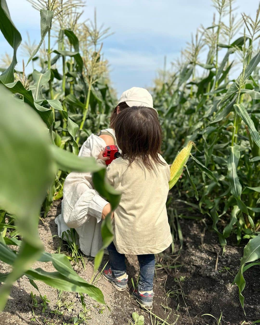 木村まこさんのインスタグラム写真 - (木村まこInstagram)「🌽🌽🌽𓂃𓈒𓏸  子どもはすっぽり隠れちゃうけど 私とは同じ背丈のとうもろこし✎𓂃  @kozenfarm  今日の20:00-収穫体験予約スタートだよˎˊ˗  #5歳女の子ママ　#2歳男の子ママ #2歳差育児  #福岡ママ#福岡子育て #福岡子連れ#アラサーママ　 #福岡収穫体験 #スイートコーン」6月11日 14時05分 - maco_kimura