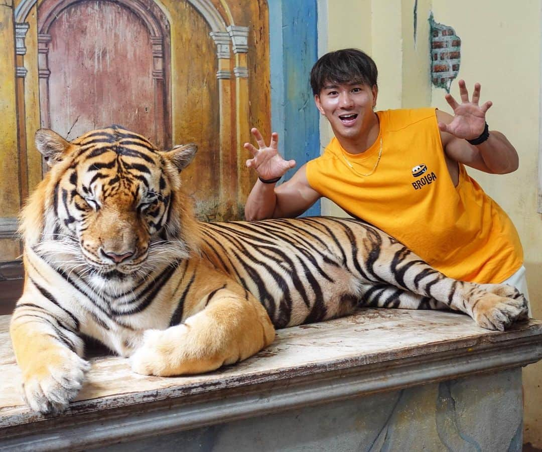 堀米航平のインスタグラム：「.  タイガーキングダム🐯  いい経験だった！ 可愛かったなあ  万が一のために一応保険入ってた笑  #タイ #プーケット #タイガーキングダム」