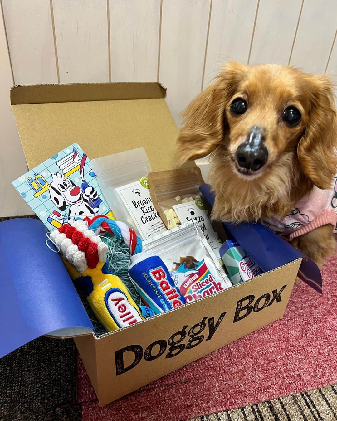 Club Soda♡さんのインスタグラム写真 - (Club Soda♡Instagram)「@doggybox_jp さんの 6月BOX届いた♥️  歯ブラシセットのおもちゃと 口腔ケアスプレー、おやつ3種類❣️うれしっ😊  ファンタは初めての乗せ乗せ成功🙆‍♀️ ソーちゃんは歯磨き粉がお気に入りで、 さっそく持ち歩いております😂  @doggybox_jp #ドギボ #ソーちゃん#ガサツgirl #ファンタ#ビビりboy #ミニチュアダックスフンド #犬のいる暮らし #ミニチュアダックス #ダックス#ダックスフンド #シニア犬のいる暮らし #ファンタの誕生日プレゼントにドギボ🎁 #おもちゃは仲良く１個ずつ🐒🦍 #いつもソーちゃんが先に選ぶ」6月11日 14時47分 - kumi.s66