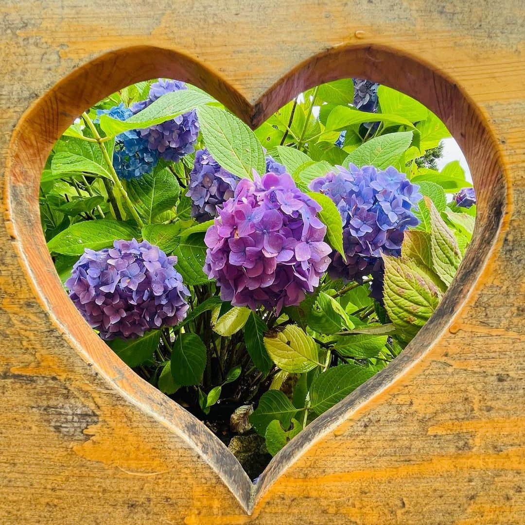 小嶋晶子のインスタグラム：「紫陽花🏵️ Hydrangea #紫陽花 #hydrangea」