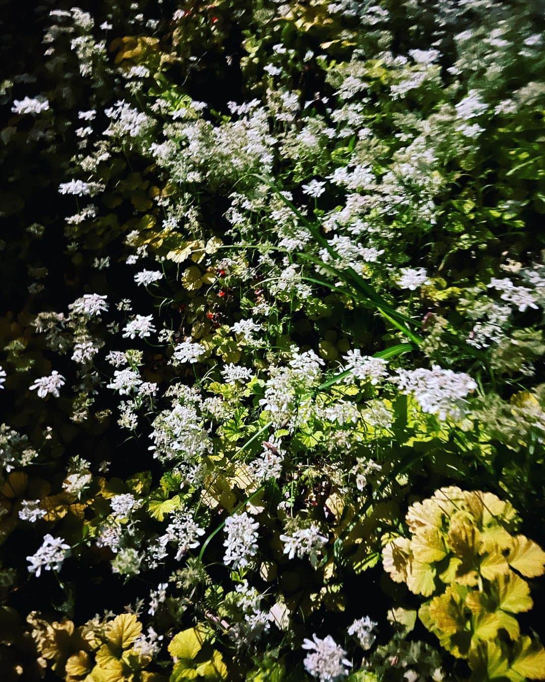 椎名直子さんのインスタグラム写真 - (椎名直子Instagram)「6月  好きな季節です。」6月11日 15時42分 - natadecoco