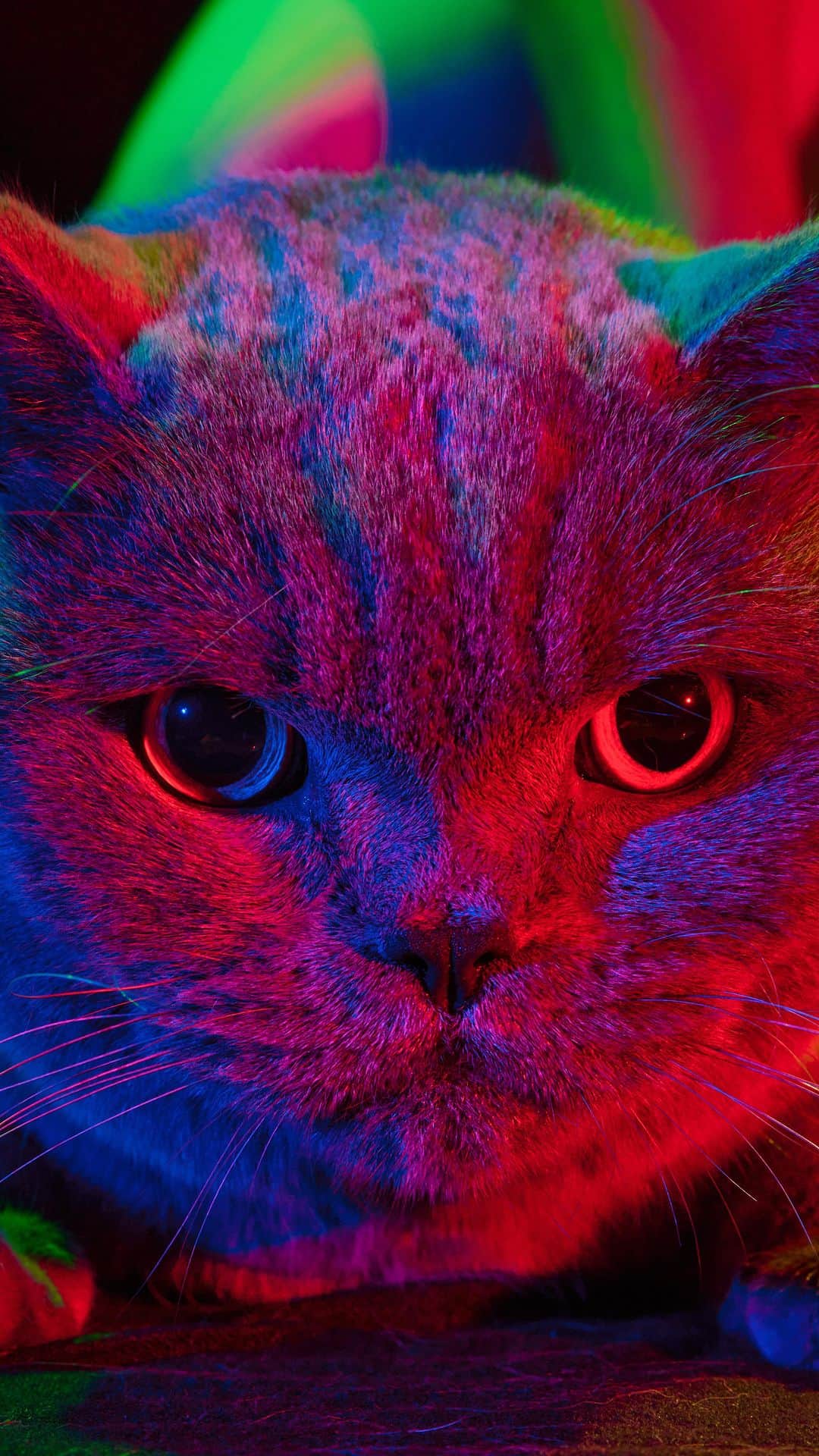 Paul Octaviousのインスタグラム：「Here I was thinking Barry being the first Cat I ever photographed wouldnt be that gurl...then she turned and served FACE hunnnyyyyy, giving PUSS PURR MEWOW 😭❤️  I don’t know if I’ll photograph more cats but Barry set the bar high 😩   #catphotography #cats #blackphotographers #britishshorthair #barry」