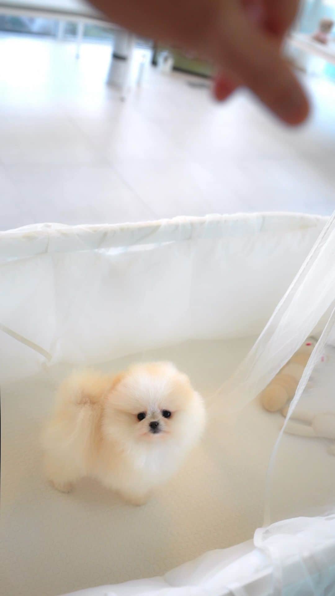 Rolly Pups INCのインスタグラム