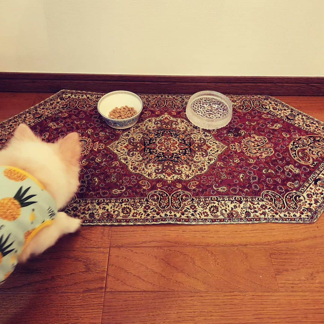 石田政博さんのインスタグラム写真 - (石田政博Instagram)「Dog rug.」6月12日 1時35分 - markunv