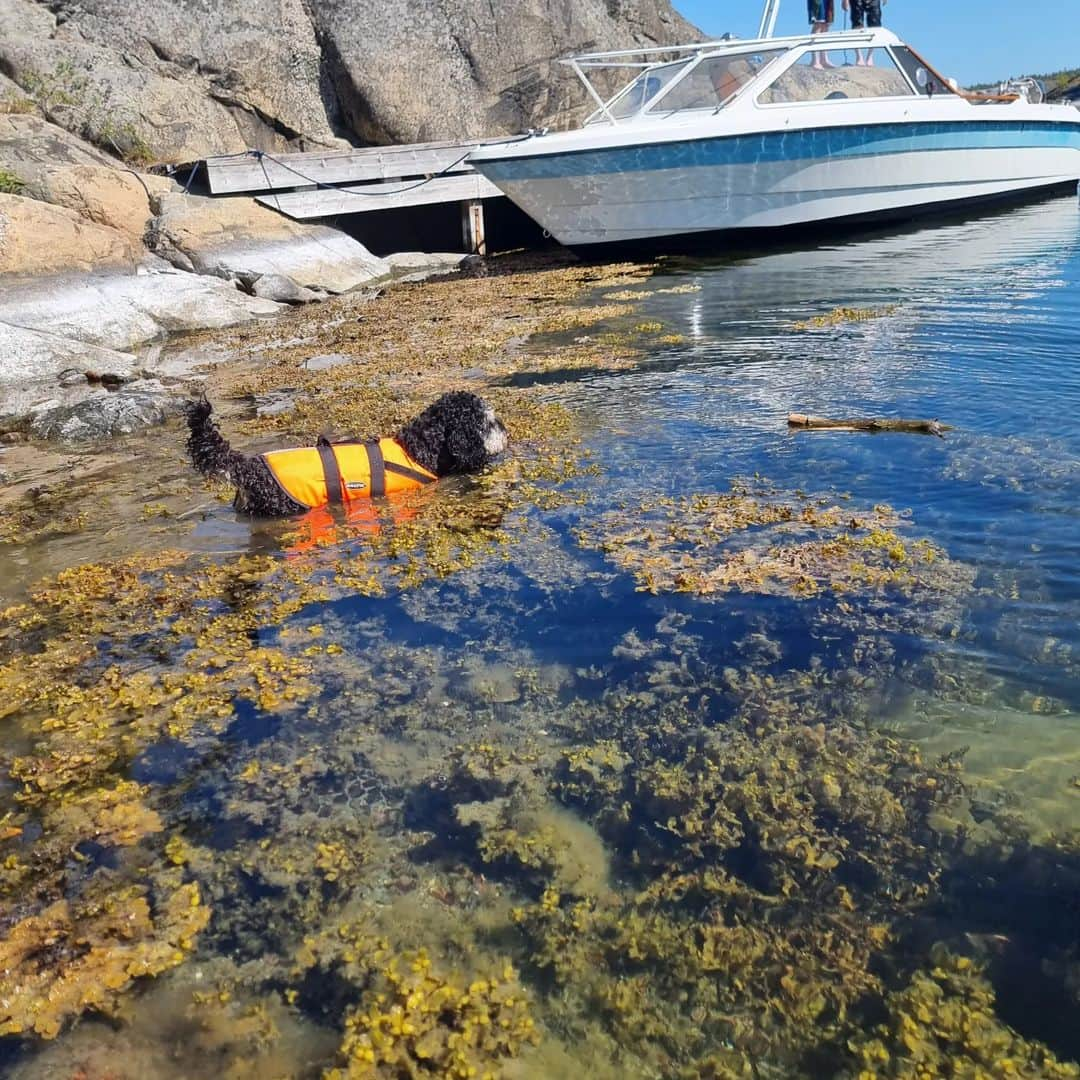 FluffyPackさんのインスタグラム写真 - (FluffyPackInstagram)「Happy funny Day in Stockholm Archipelago 🐬🌞🇸🇪🐾 #sweden #stockholm #stockholmarchipelago #summer #9gag #fluffypack #dog #perro #weeklyfluff #sundayfunday」6月12日 1時53分 - fluffypack