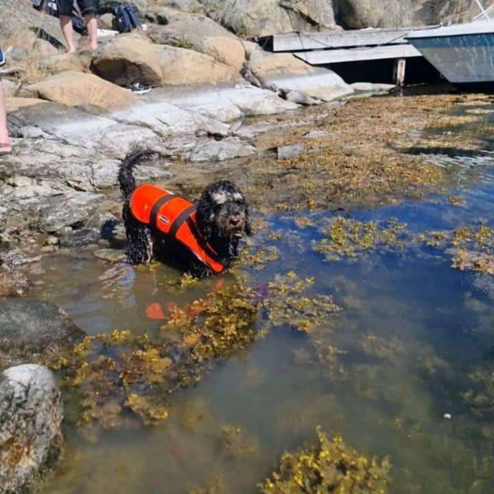 FluffyPackのインスタグラム：「Happy funny Day in Stockholm Archipelago 🐬🌞🇸🇪🐾 #sweden #stockholm #stockholmarchipelago #summer #9gag #fluffypack #dog #perro #weeklyfluff #sundayfunday」