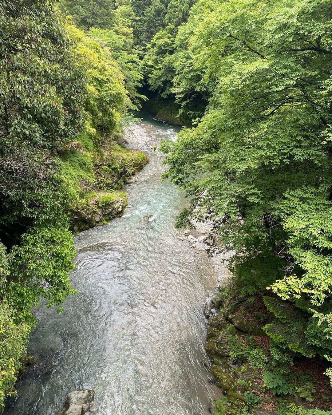 花津ハナヨのインスタグラム：「区主催のバスツアーで、東京のはしっこの檜原村へ。  区役所から出るバスに乗って、 山の中で植物の勉強をしながら散策、 お弁当もついてて（じゃがいもがごろごろのコロッケがめっちゃ美味しかった）、 クラフトのワークショップもあり、 半日遊んで1人2500円。 なんと良心的な。  ペーパードライバーなので、なかなか遠出しないのだけど、バスで子供たちを連れて行ってあげられるのもよかった！ 助かりすぎました✨  へびいちごやら、山いちごやら、野いちごにも種類が沢山あることをこの歳になって知りました。  山の中を走り回って疲れたのか、帰りのバスでおやつを手に持ったまま寝る娘たち。 離乳食期の赤ちゃんか。」