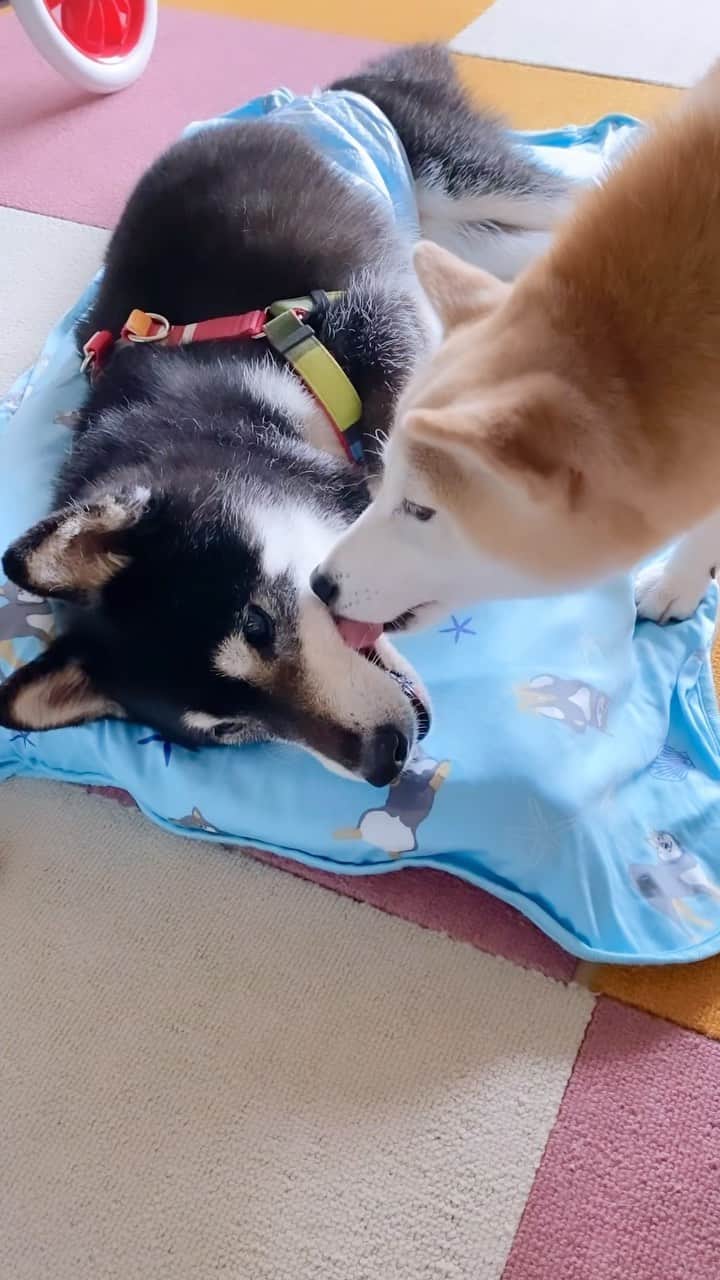 柴犬 けんしろう ゆりあのインスタグラム：「🐶❤️🐶  けんちゃん生誕祭に この方の存在は必須でした！  そう、ゆりナース🐶🏥  ぺろぺろ舐めたり添い寝したり 献身的なお世話をしてるかと思えば 突然、けんちゃんのまわりを ぐるぐる飛びまわる、暴れん坊ゆりナース😂  けんちゃんもお世話係も そんなゆりナースに結構救われていたんだよね😊  #けんちゃん生誕祭 #けんちゃん生誕17周年  #ゆりナース」