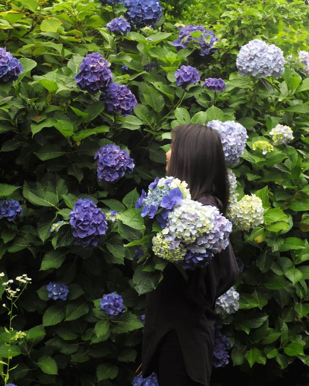 矢野未希子さんのインスタグラム写真 - (矢野未希子Instagram)「. この間YouTubeにアップした紫陽花がこんなに立派に成長していました。  強くて美しい🫧✨✨」6月11日 18時50分 - mikko1104